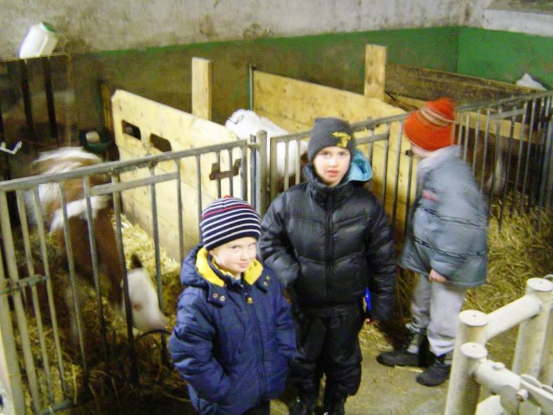 Lintsching, borjak az istállóban