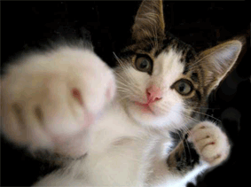 box-cica.gif