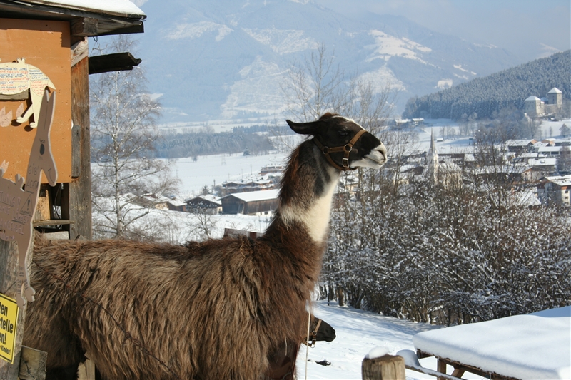 ni egy láma kaprunban :)