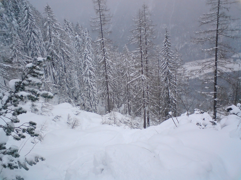 Line 4: A baloldali erdő, jó ritmusban nagyon élvezetes (2010.12.17)