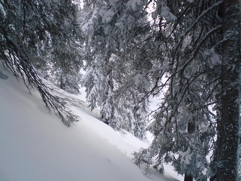De keskeny ez az erdő (a Dachegg felvonó mellett)