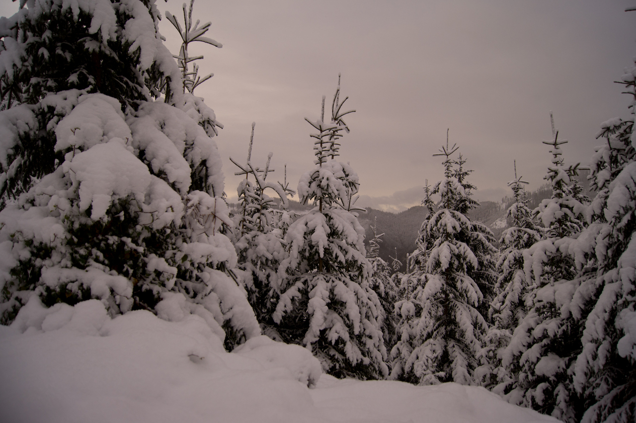 Stájer meseerdő - Fotó: gipfeltreffen