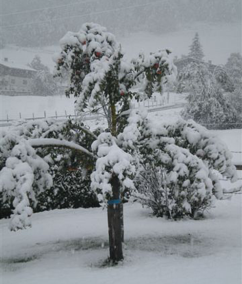 Almafa hó alatt - Fotó: Geisler