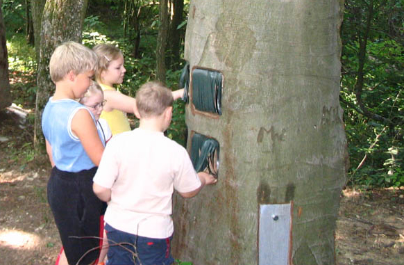Tanösvény a Thayatal Nemzeti Parkban