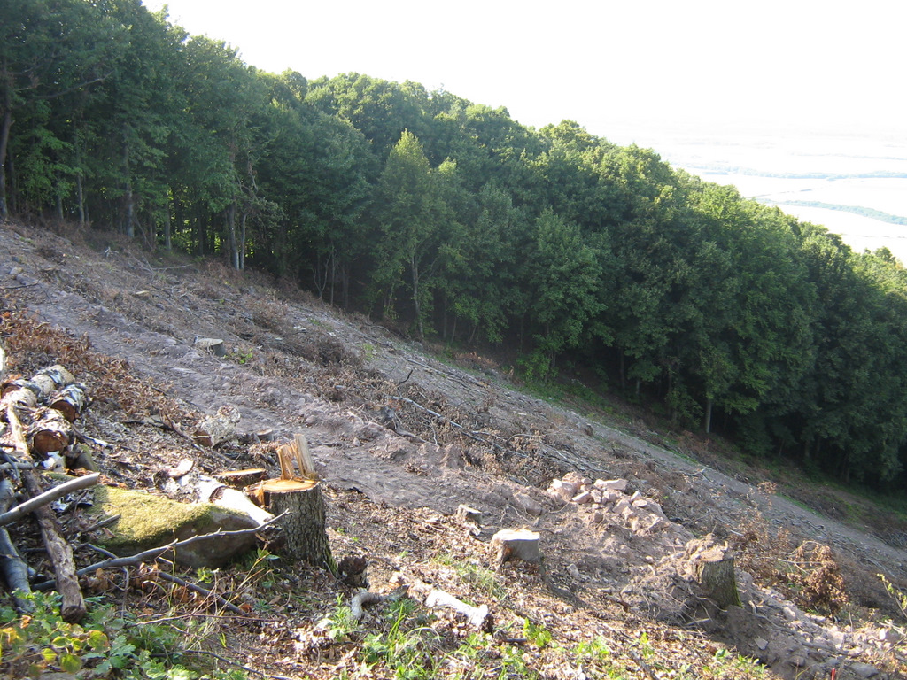 IMG-0918.JPG