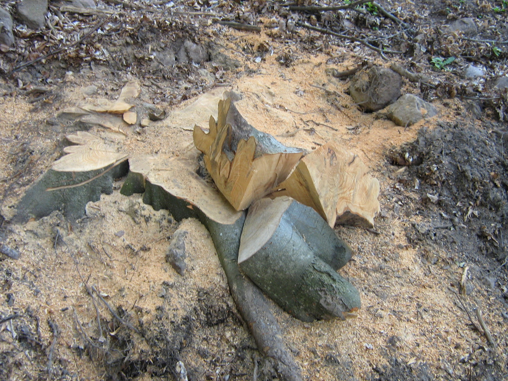 nagy fába vágták a fejszét...