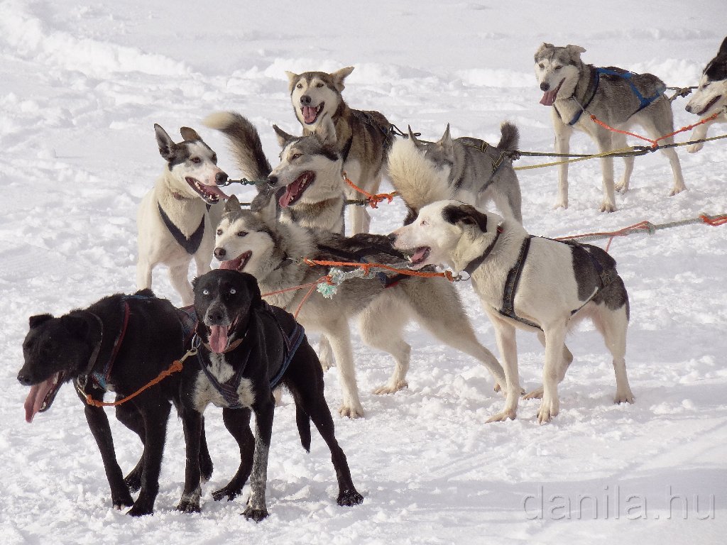 Szánhúzó kutyák
