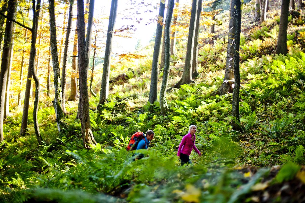 © Steiermark Tourismus / ikarus.cc