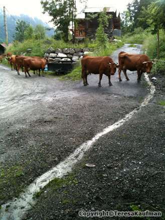 Teresa fotó sétái