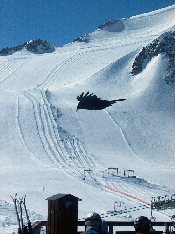 Egy csóka a Motte pályáinak előterében