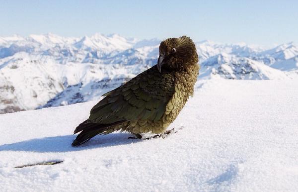 Fotó: Treble Cone Ski Area