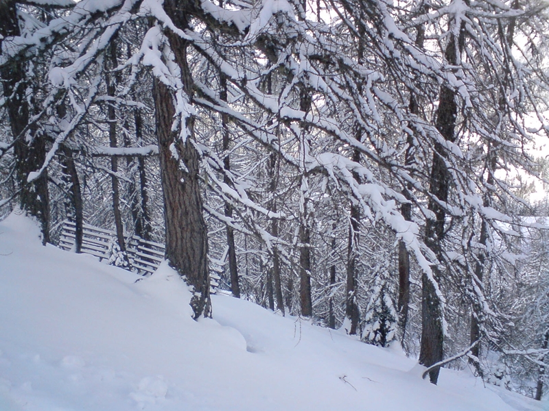 Ritka erdő + meredekség  (03.19)