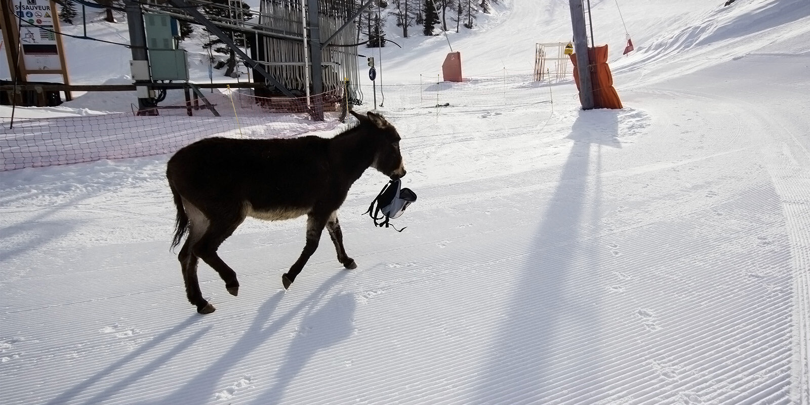 Ez a tolvaj szamár volt volt mindenki kedvence Isola 2000 síterepén  | Fotó: merida