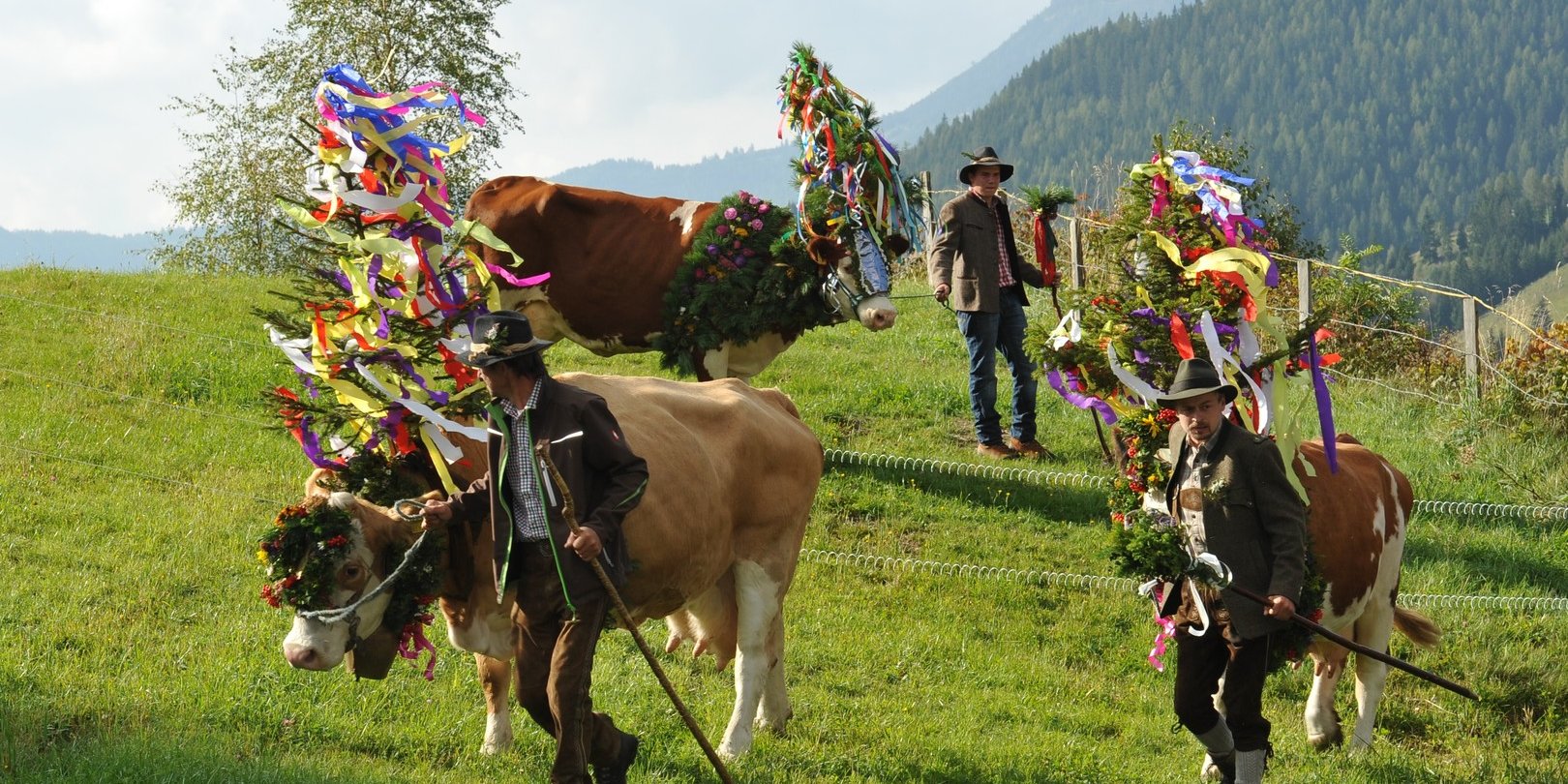A legnagyobb  „Almabtrieb”, legelőről behajtás Stájerosrszágban © TVB Oberwölz-Lachtal