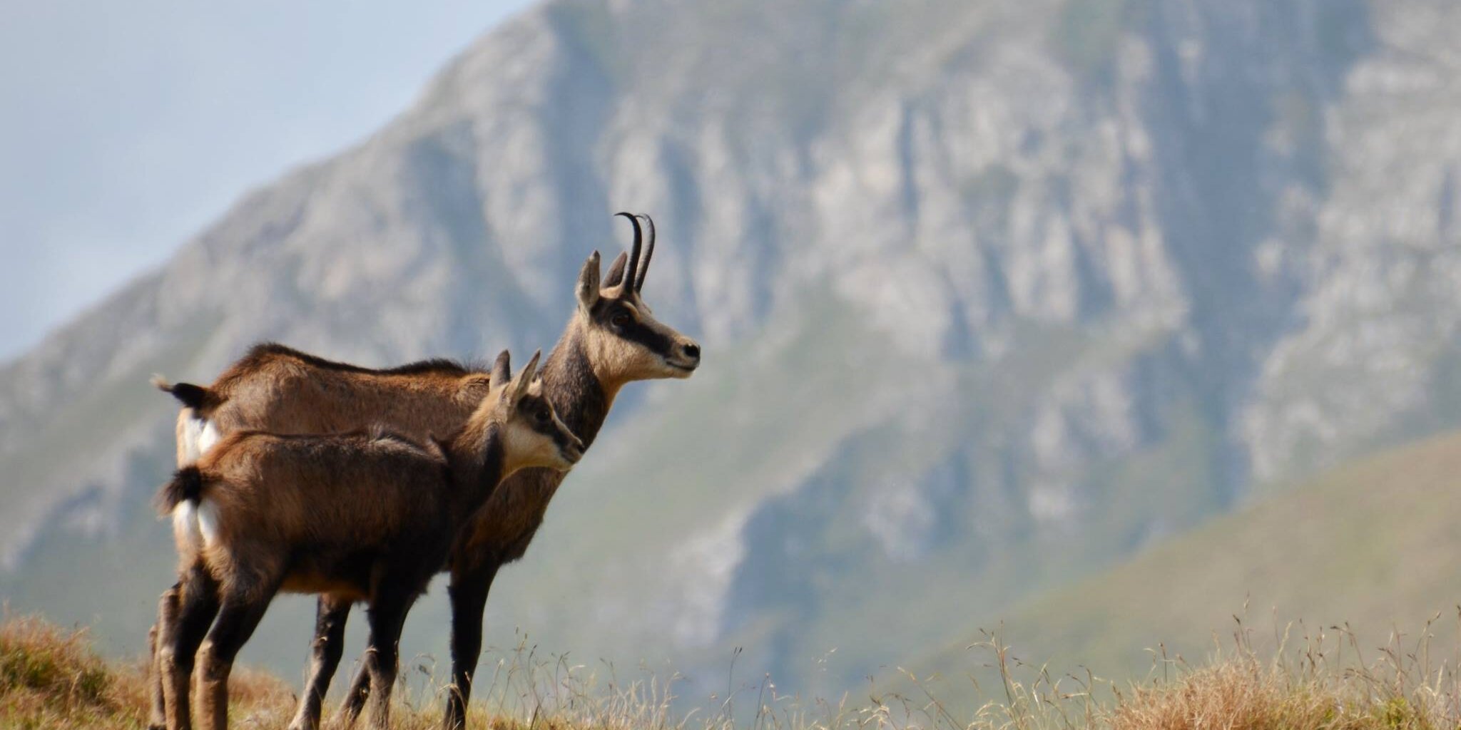 Ezzel a képpel nincs gond, maga a nemzeti park tette ki az oldalára / Kép: Tatrzański Park Narodowy
