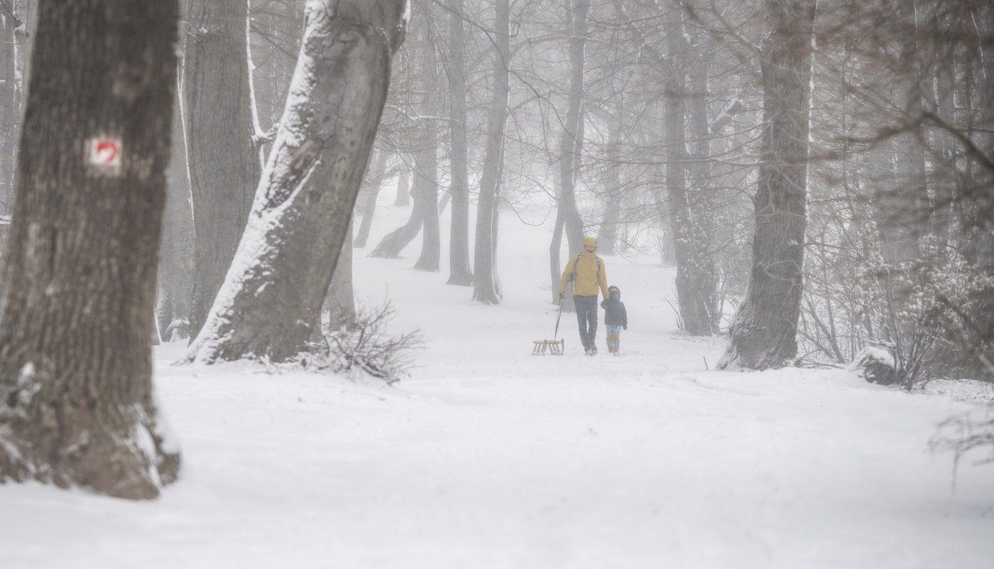 Szánkózók a hóesésben a Normafánál 2020. március 23-án. MTI/Mónus Márton