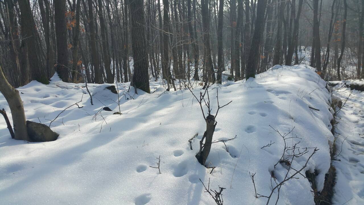 Túra a Pilisben, 2018.01.28. Kép: Horváth-Gál Zoltán