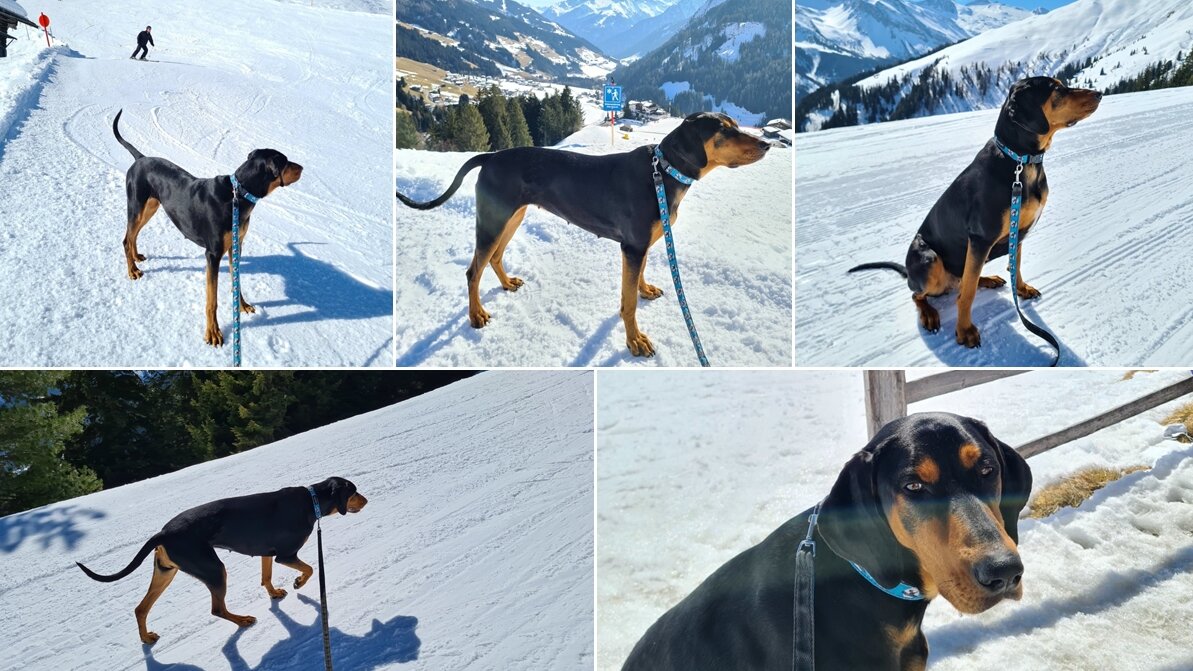 A montázs Varghasz képeiből készült