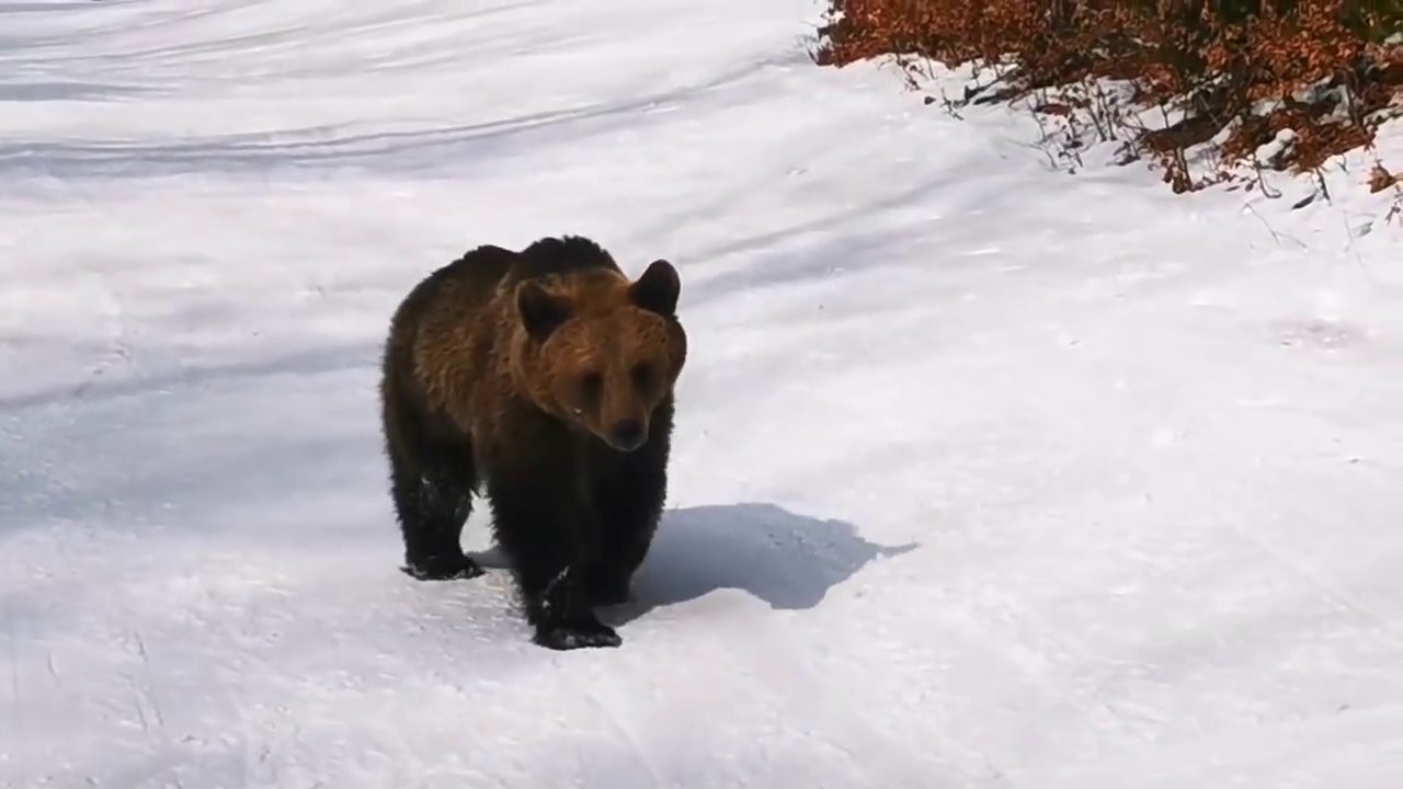 Kép a lenti videóból / Stoica Adrian